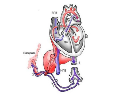 Мишель Обама порно Конвойдың айыпталушыны ұрып жатқаны туралы порно видео