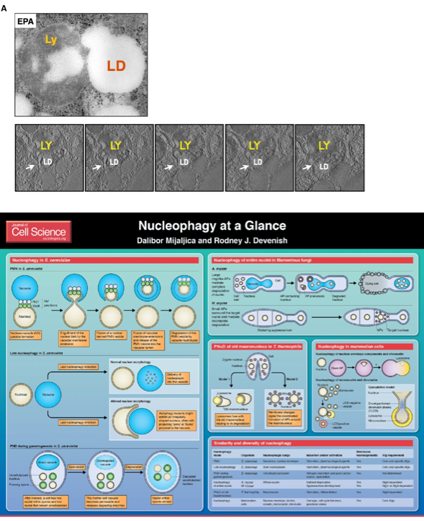 FIG2 on FlowVella - Presentation Software for Mac iPad and iPhone