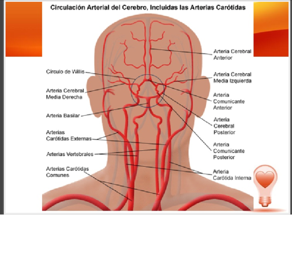Músculos del cuello on FlowVella - Presentation Software for Mac iPad and  iPhone, image size:1024x966